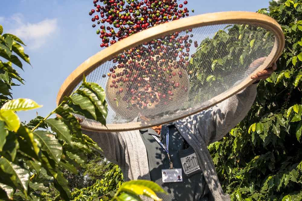 coffee production farm