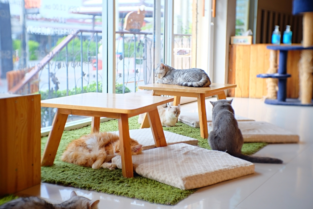 cats in a cafe