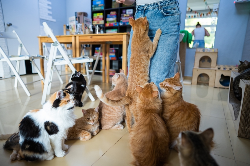cats in cafe