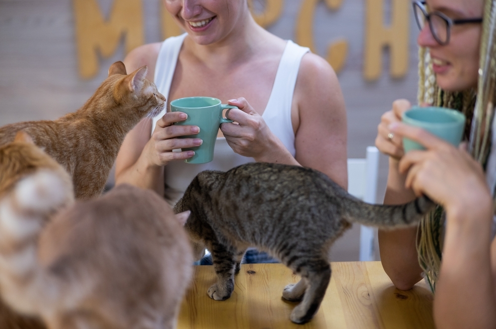 women drinking coffee with cats